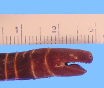 Media type: image; Herpetology A-6636